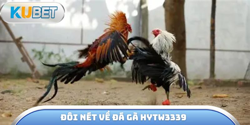 Đôi nét về đá gà hytw3339