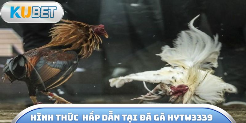 Tiết lộ các hình thức giải trí hấp dẫn tại đá gà hytw3339